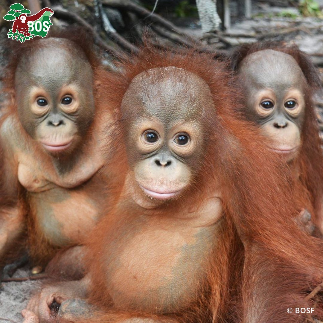 BOSUSA2's tweet photo. #TBT Momot was 18 months old when he was confiscated from a local villager in February 2015. His fun loving attitude is still evident, and he's thriving on a pre-release island! #IslandUpdate #OrangutanJungleSchool #ProtectDontTrade Pic 1 features Valentino, Yutris, and Momot https://t.co/lU7PFLLG55