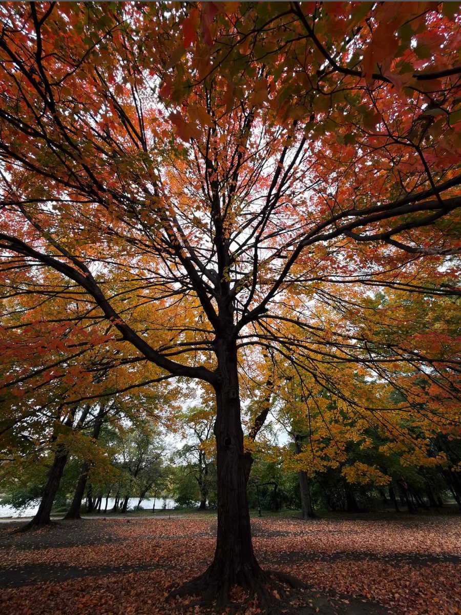 Autumn’s colors light up Prospect Park. Every branch and leaf celebrates the season’s change. This week’s #PhotoOfTheWeek by <a href="/jeremystanley/">Jeremy Stanley</a> captures the magic. Tag <a href="/Prospect_Park/">Prospect Park</a> in your fall adventures for a chance to be featured! 🍂 prospectpark.org/fallchecklist