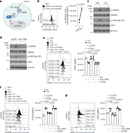 Pelotonia Institute for Immuno-Oncology tweet media