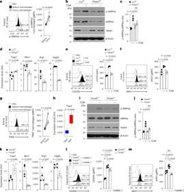 Pelotonia Institute for Immuno-Oncology tweet media