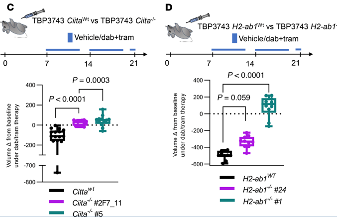 VeraTiedje's tweet photo. @jclinicalinvest 7/10 And.. It is reversible with EZH2 inhibitors.
But does this matter?
It turns out yes. If you ko Ciita or H2-ab1 (MHC II allele) in MAPK-inhibitor sensitive tumors, they become treatment resistant. https://t.co/VBrLvNO0am