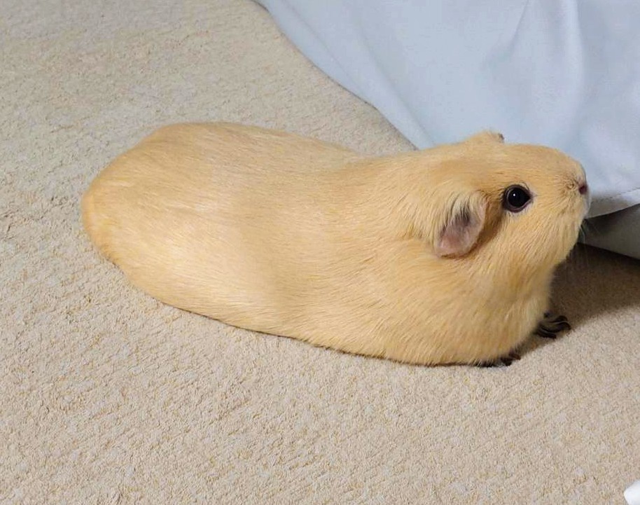 りりこページ りりこ🦆 (@jewelilico) / Posts / X