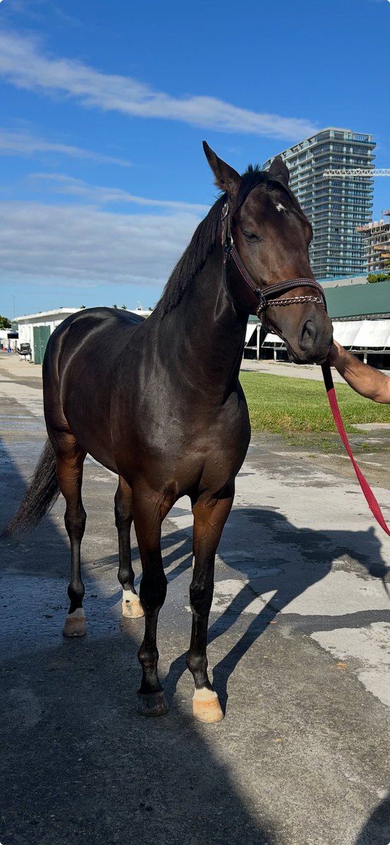 Our 2 year old Gun Runner Colt “In Front Runner” back from Saratoga at ⁦<a href="/GulfstreamPark/">Gulfstream Park</a>⁩