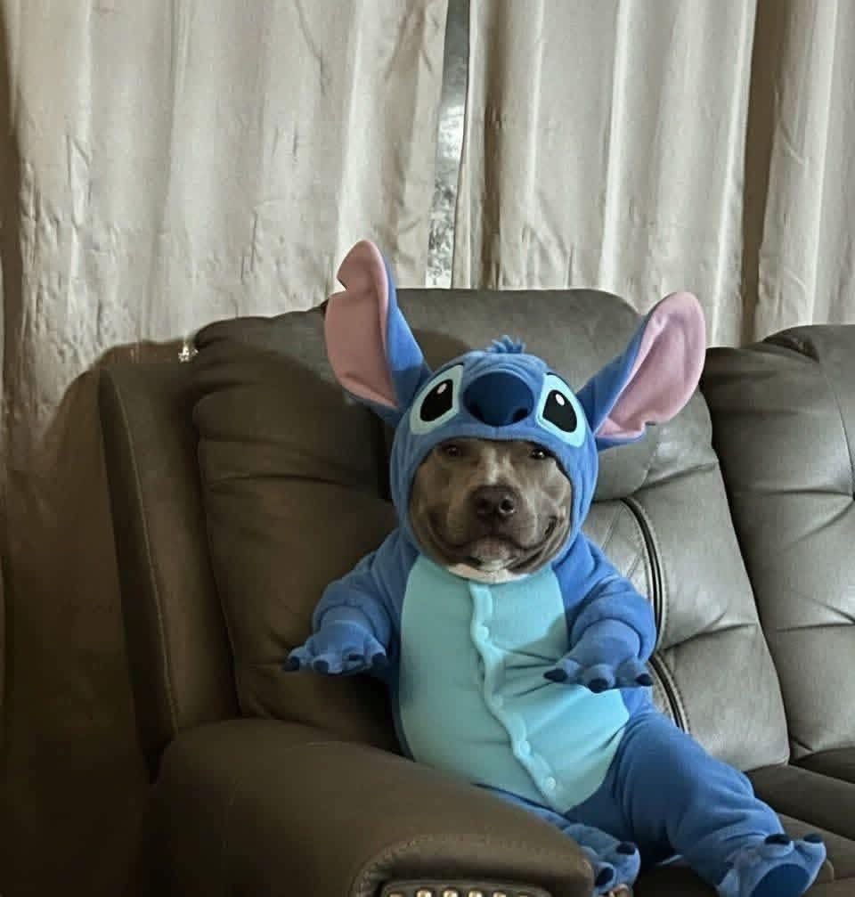 DiloConPerritos's tweet image. “Oye, se canceló la fiesta de disfraces para que ya no vengas…”

Yo en la sala esperando el Uber: