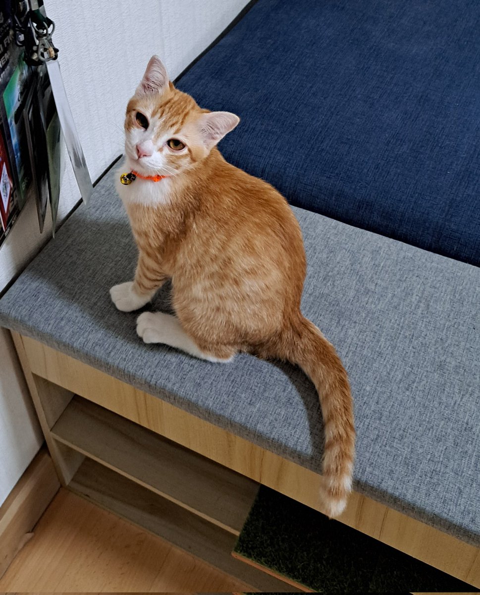 เข้าบ้านมาเจอแงวส้มมองแรงมาก
#ปลาหิมะ