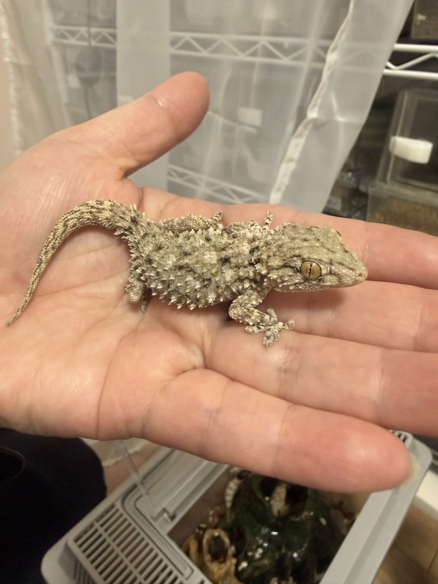 久々のムーア🦎WCだからなかなか大人しくしてくれないけど見てるだけで面白いꉂ🤣𐤔
#ムーア
#ムーアカベヤモリ