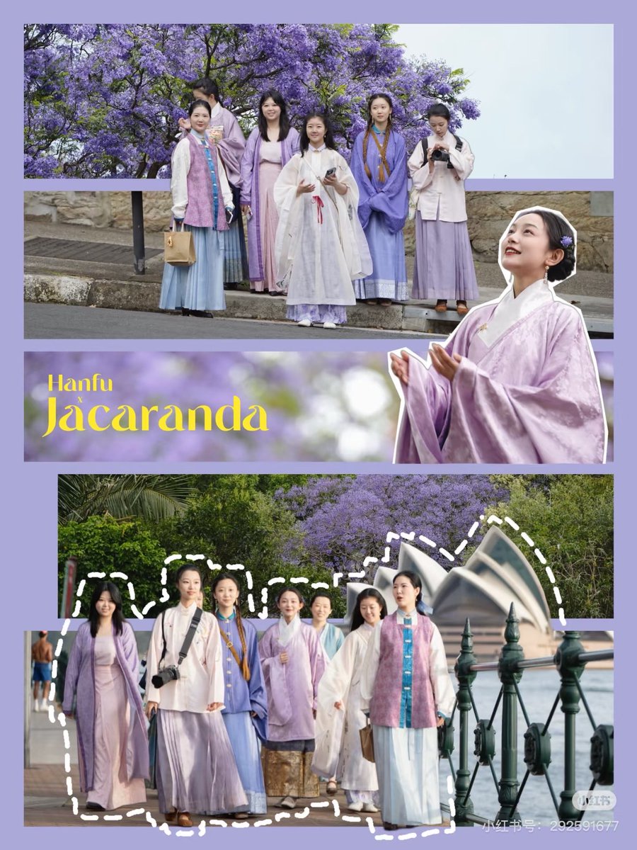 Ming Dynasty Style elegance under #Sydney's Jacaranda blooms. #Hanfu enthusiasts gathered under blooming jacaranda trees in Sydney. Their Ming Dynasty Style standing-collar robes and #Mamianqun in soft hues complemented the purple floral sea. #SydneyJacaranda （via：Agnes）