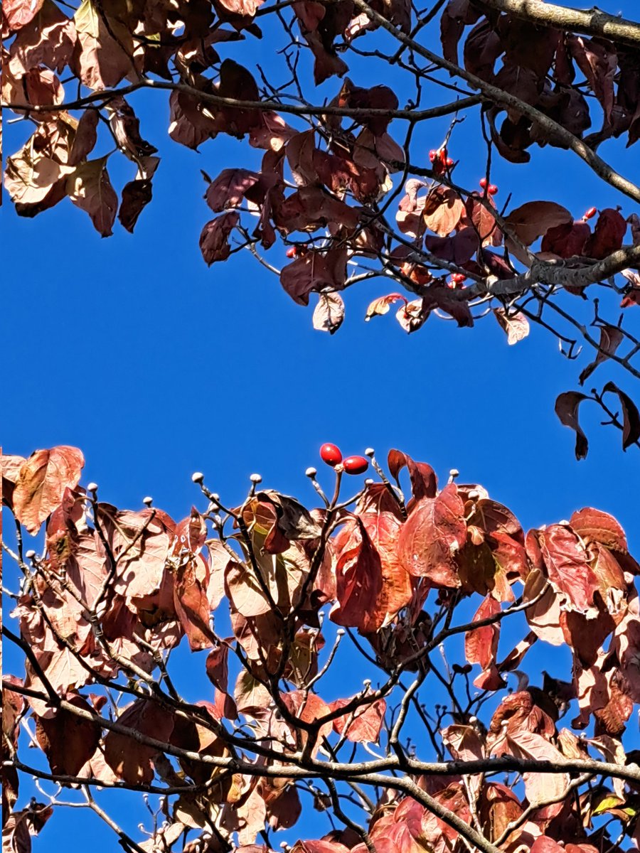 月が注ぐ花⊰❀様ご確認用 KENZO (@fw_kenzo) / Posts / X