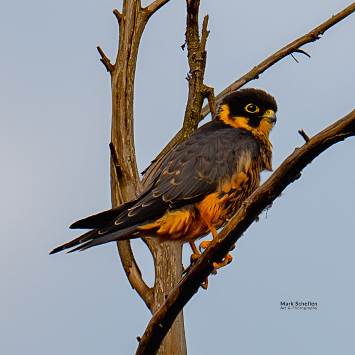 African Hobby is a small slender falcon found sub-Saharan Africa.  Fast and agile hunts insects &amp; small birds built for speed and maneuverability. Seen in Bwindi-Impenetrable Forest, Uganda 2025 #birdsofuganda markscheflen.com #africanhobby #birdsofeastafrica #falcons