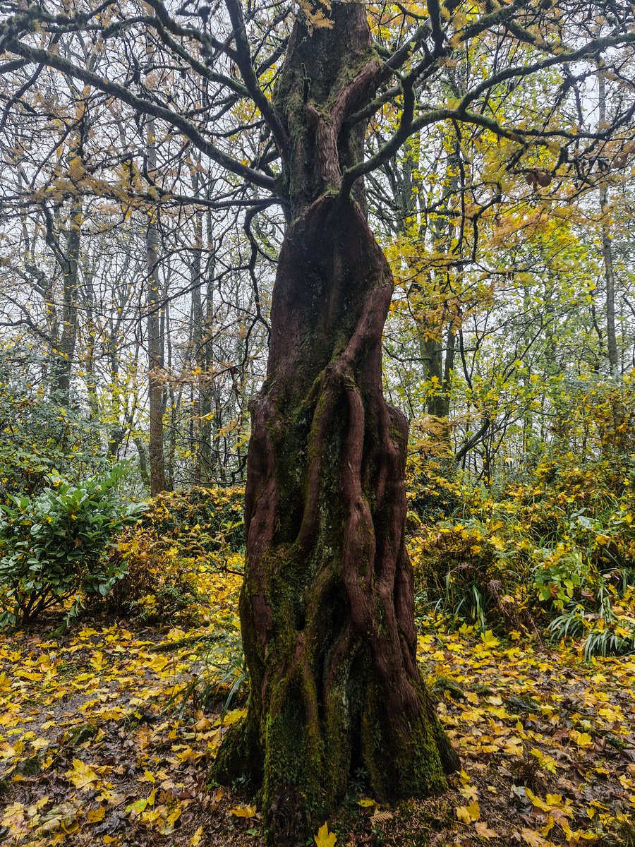 🖤🖤🖤
Queen of the Druids...