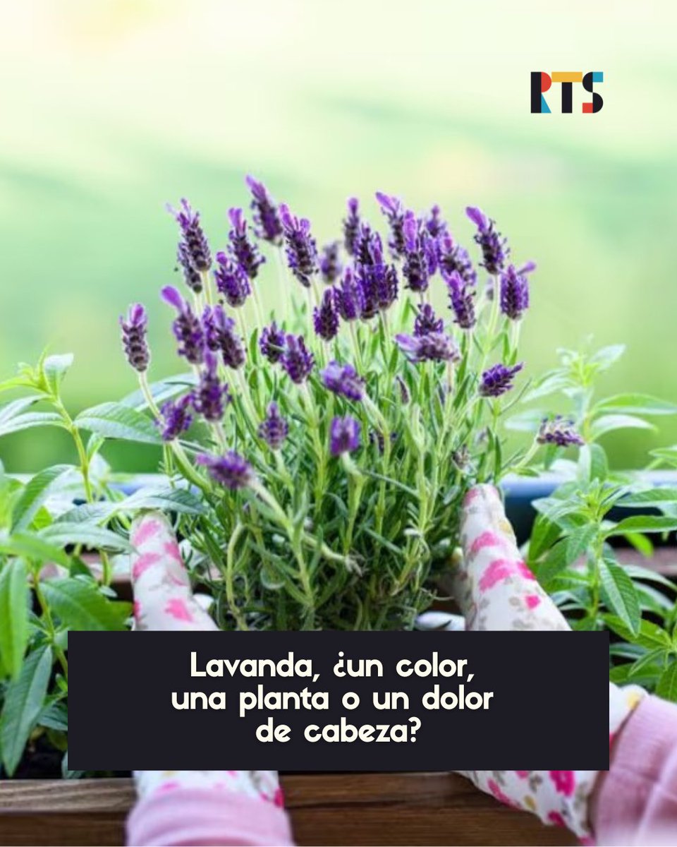 RTSmedios's tweet image. #InterésGeneral

Si te gusta el aroma de la #Lavanda en esta nota con Octavio Pagliotto vas a conocer más sobre sus propiedades y cuidados.

🪻“La lavanda es una planta aromática y medicinal de la familia Lamiaceae, conocida por su fragancia y propiedades relajantes”, empezó…