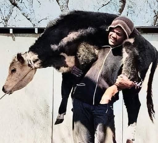 Securityguy0310's tweet photo. Boxing legend George Foreman showing his strength by lifting a cow, 1972.
#Boxing #History #GeorgeForeman #boxinglifestyle https://t.co/TeR8rZIHJA