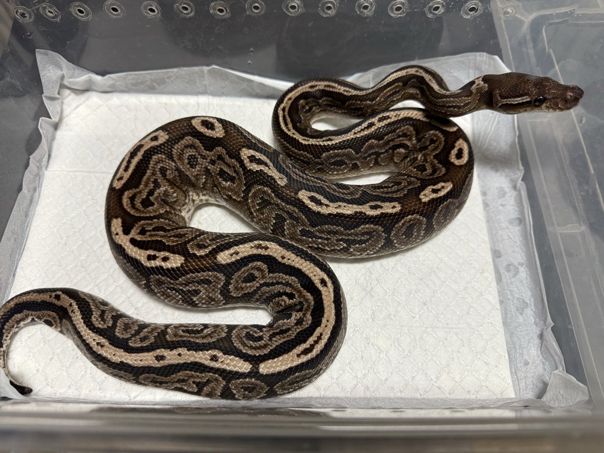 ベンガルクマページ Yahoo!オークション - mJ 60 こうきゅうなくるま ねこぺん日和 ぬいぐ