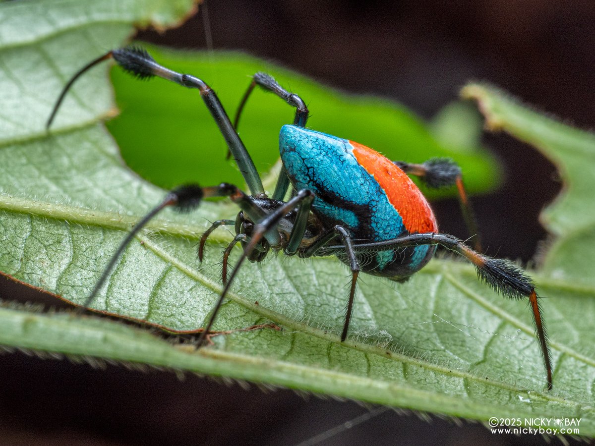 Nicky Bay tweet media