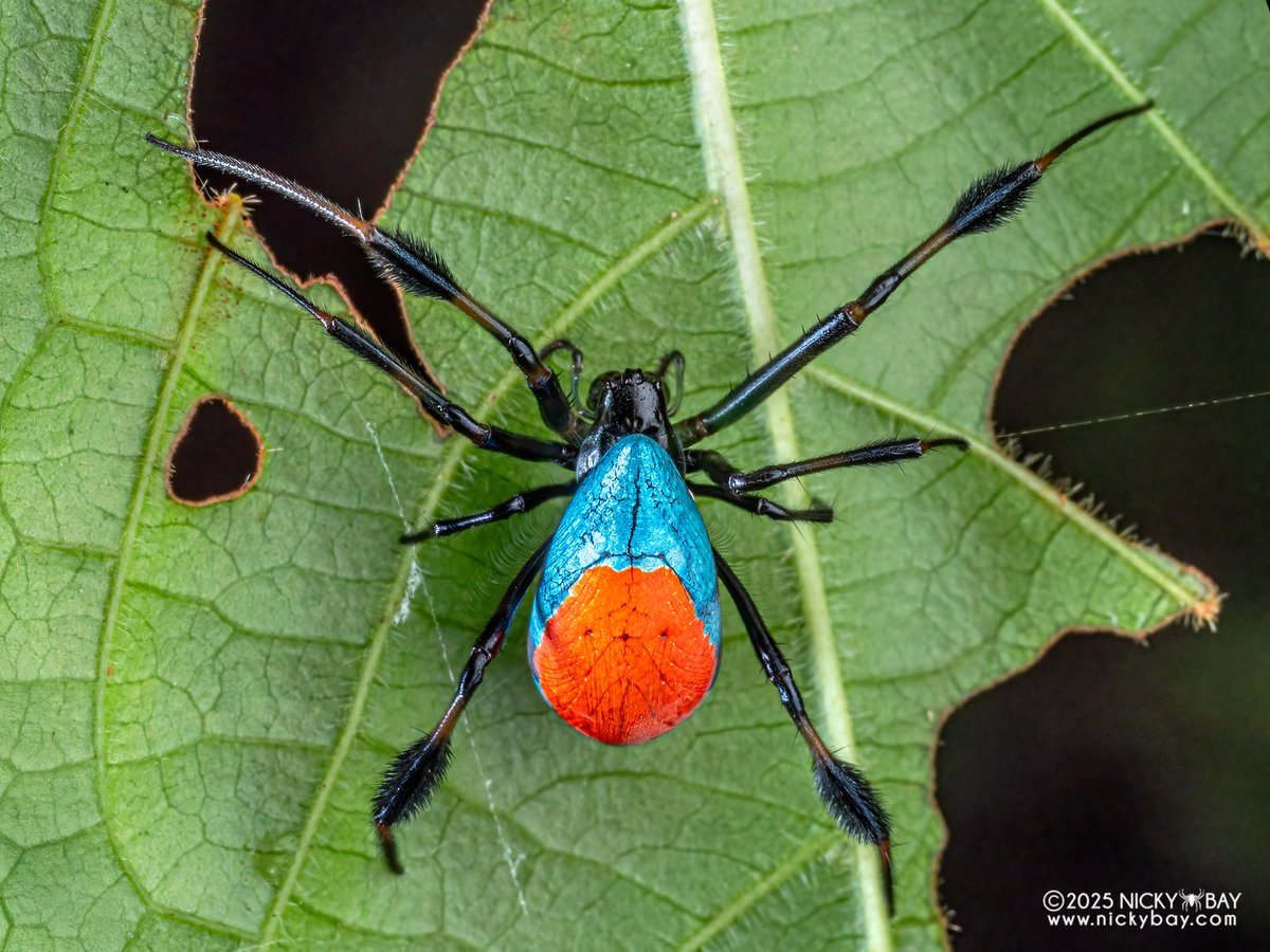 Nicky Bay tweet media