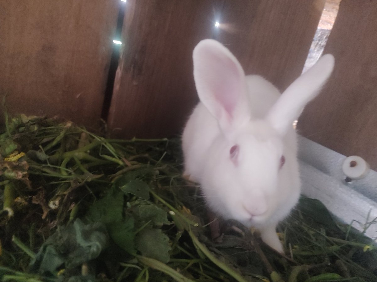 AgriHopper's tweet photo. Choose rabbits with:
✅ Fast growth rate
✅ Healthy fur
✅ Large litter size (8–10 kits)
Breeding quality today = profits tomorrow.
#RabbitGenetics #AgriHopper https://t.co/r43shq0Z9X