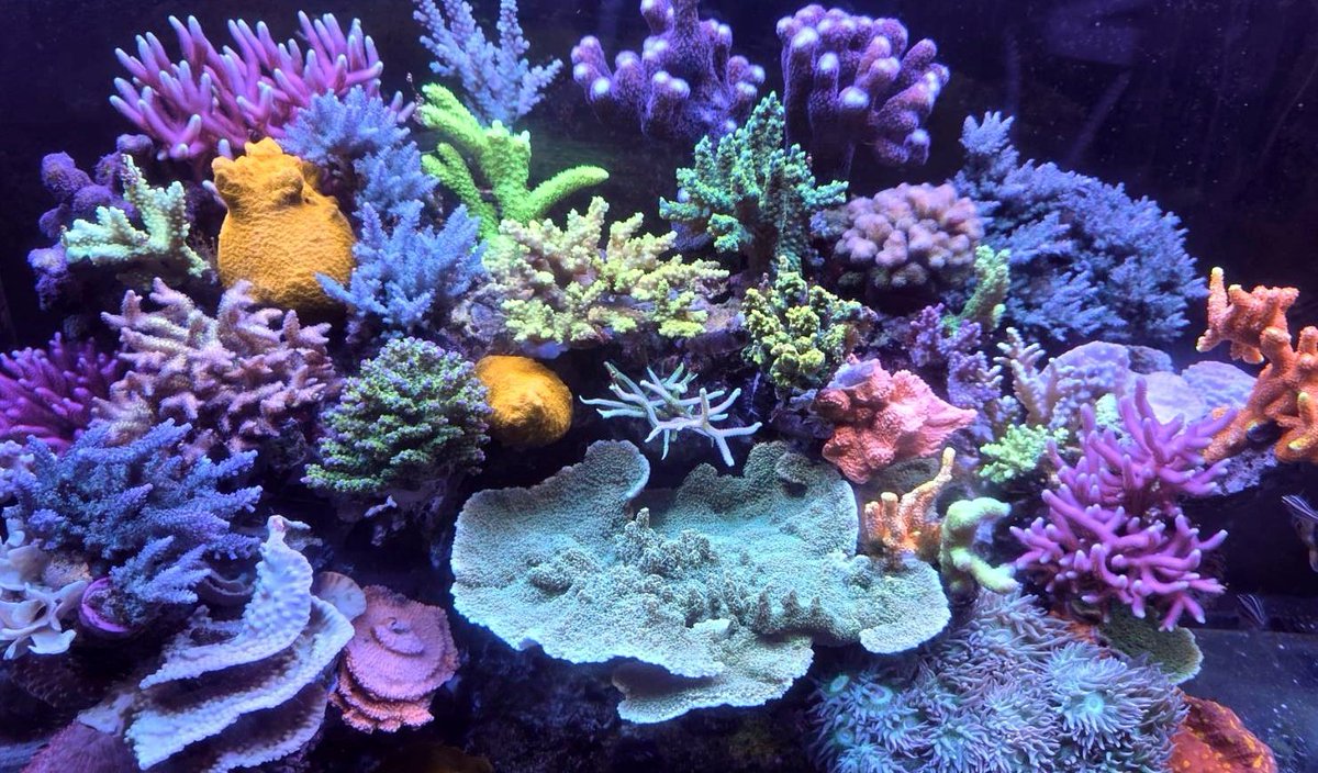 珊瑚綺麗❗️ Amazon | [大倉珊瑚店] 深海珊瑚 ブローチ ピンク サンゴ さんご