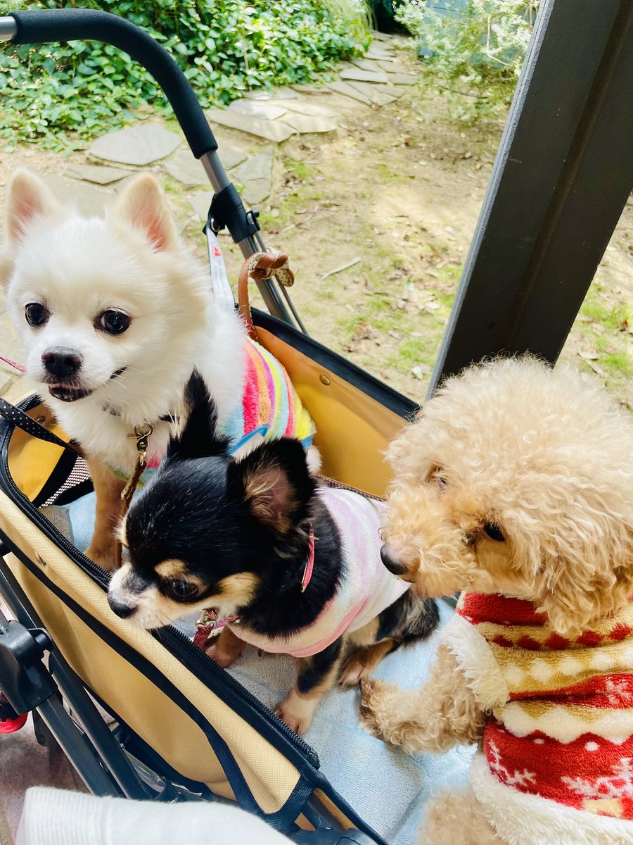 今日のランチ🍽
ペット🆗のパン屋さんへ
今日は3匹だけ👅

父親が病院で粗相したので、病院へお詫びに💦
その帰りパン屋さんでカフェ

量が多いだの何だの文句ばかり

犬たちは喜んでたので癒された

咲と幸にはお土産🍞

#ランチ #パン #ベーグル
#カフェ
#父 #介護問題
#チワワ #デカポメ #トイプー