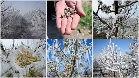 Tarım ve Orman Bakanlığı yetkililerinden aldığımız bilgiye göre; geçen yıl don olduğu tarihte TARSİM sigortası olup, sistemde zarar oranı girilmiş, destek miktarı belirlenen ve don zararı desteği almaya hak kazanan ancak ödemesi hesabına yatmayan çiftçilerimizin destek ödemeleri;
