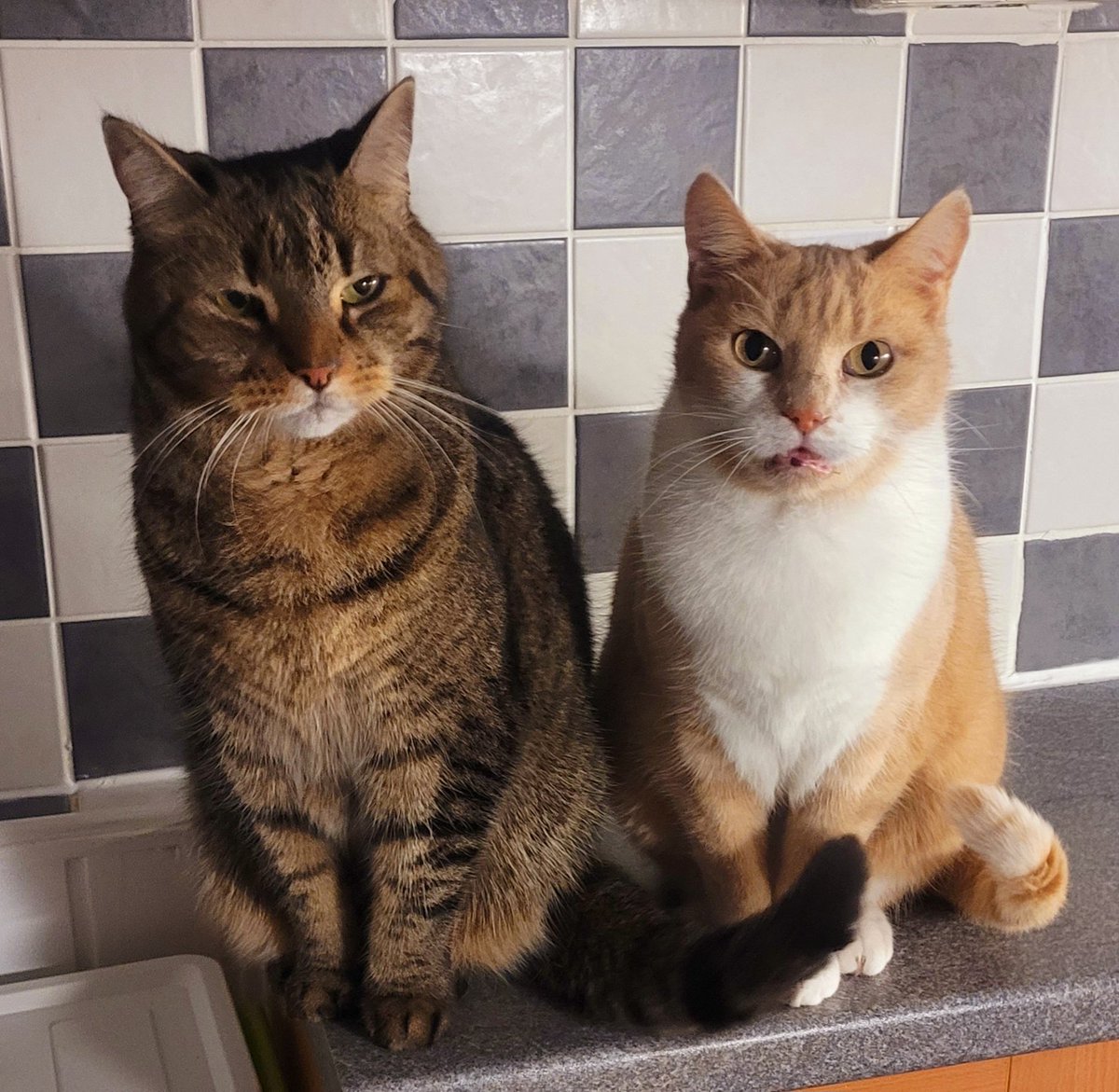 Catbell74's tweet photo. Finally...a photo of all 3 cats 🐈 #faolin #ashaig #lilli #CatsOfTwitter #cutecats #cays #CatsOfX @CatsProtection @TheStourbridge @PickliciousF @SusanCalman @TreasuryMog @rickygervais @JaneFallon https://t.co/YimncV1pWN