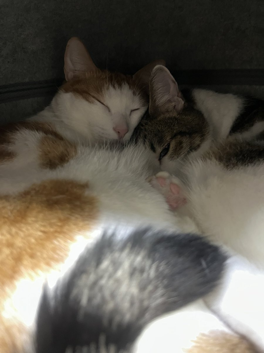 고등어와 치즈가 너무 친하면 삼색이가 된다