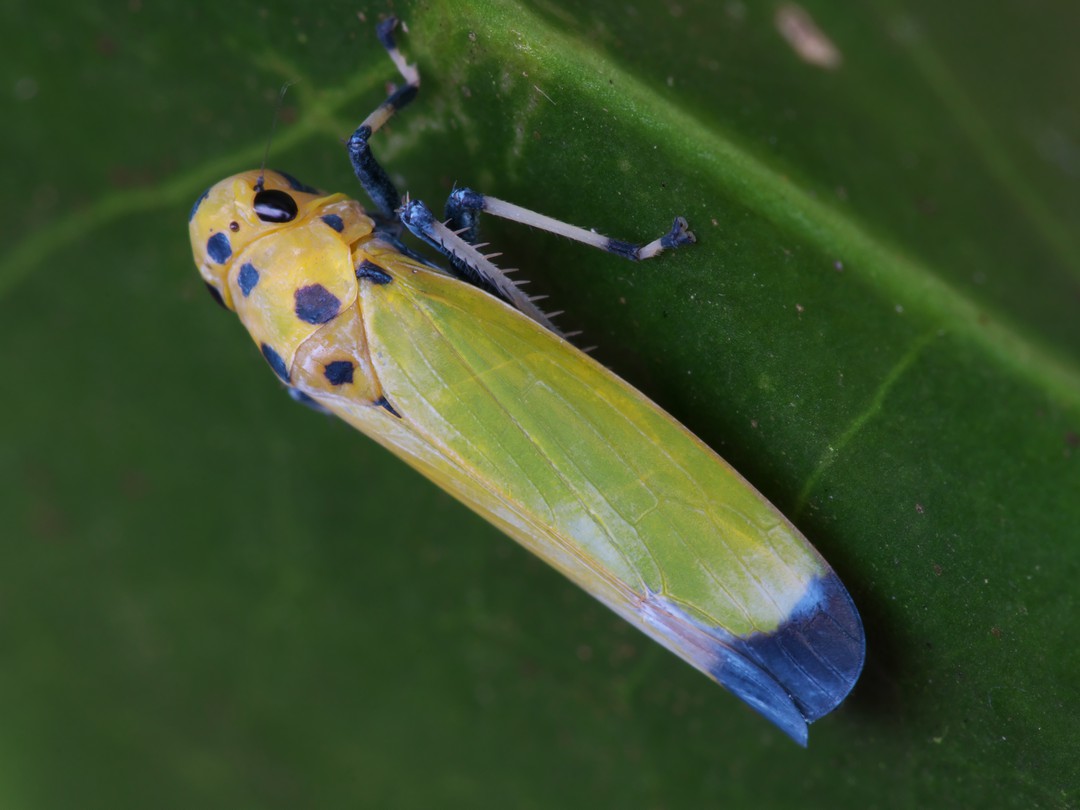 そらページ そらさん on X