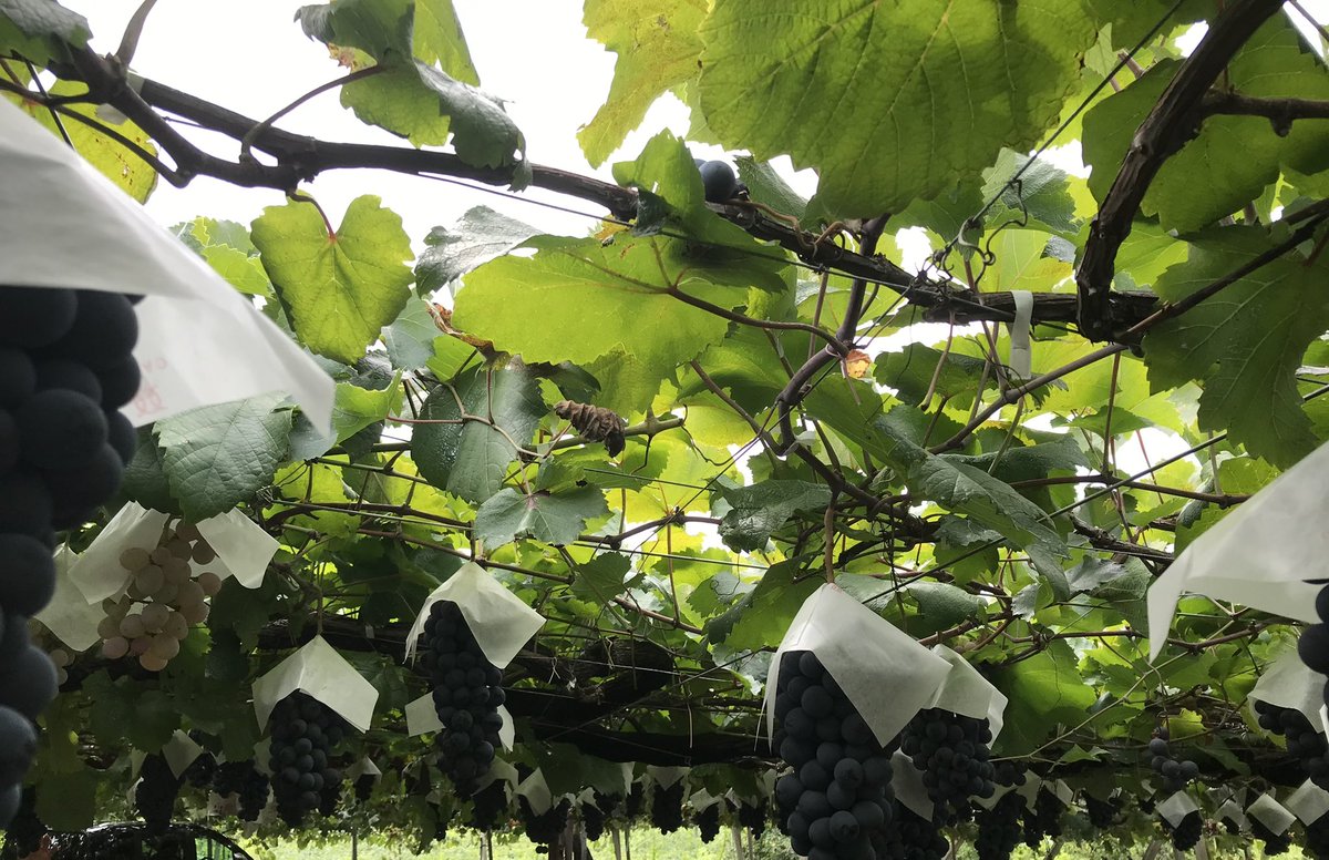 ベーやんページです♡20点 おまとめ商品 ベーやんページです♡20点 おまとめ商品 AN (@an_penguin_an) / X