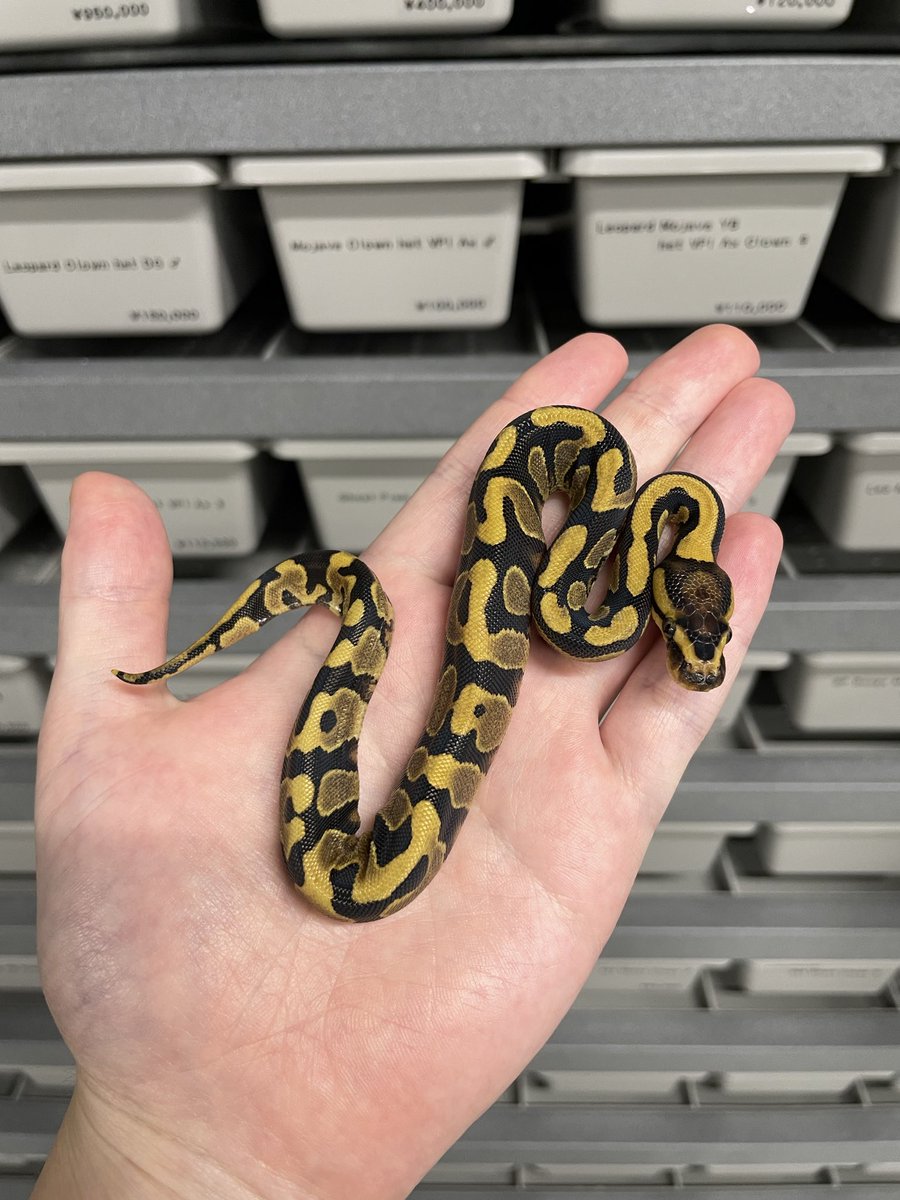 δ7Ballpython (@Delta7BP) / Posts / X