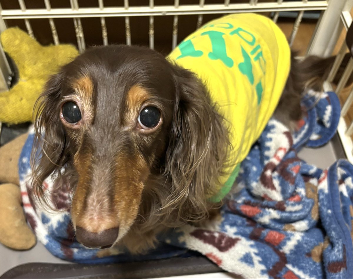 tibi_makiusa's tweet image. 10月30日、晩ゴハンを作ってから、トンちゃんとシンちゃんを駅前ぐるーん散歩に連れて行こうと思っていたところ、急に頭痛とめまいが😵‍💫
難儀ですなぁ、更年期障害💧
明日は☔️予報やから、今夜は行ってあげたかったけど、お休みさせて...ごめんね🙇‍♀️
#犬好きさんと繋がりたい