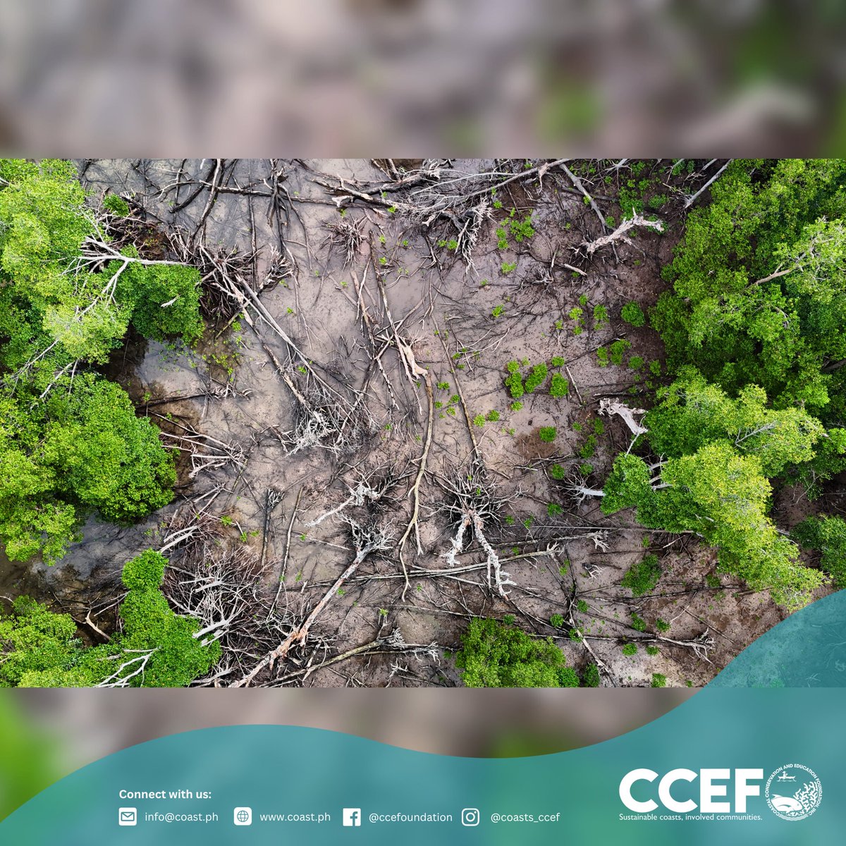 CCEF_PH's tweet image. October 21–22, 2025 | Barangays Talaga and Taloot, Argao, Cebu - 𝗖𝗖𝗘𝗙 𝗰𝗼𝗻𝗱𝘂𝗰𝘁𝗲𝗱 𝗮 𝘀𝗶𝘁𝗲 𝘃𝗮𝗹𝗶𝗱𝗮𝘁𝗶𝗼𝗻 𝗳𝗼𝗿 𝗽𝗼𝘁𝗲𝗻𝘁𝗶𝗮𝗹 𝗺𝗮𝗻𝗴𝗿𝗼𝘃𝗲 𝗻𝘂𝗿𝘀𝗲𝗿𝘆 𝗮𝗻𝗱 𝗿𝗲𝗵𝗮𝗯𝗶𝗹𝗶𝘁𝗮𝘁𝗶𝗼𝗻 𝗮𝗿𝗲𝗮𝘀.

𝘙𝘦𝘢𝘥 𝘮𝘰𝘳𝘦: coast.ph/ccef-news/10/c…