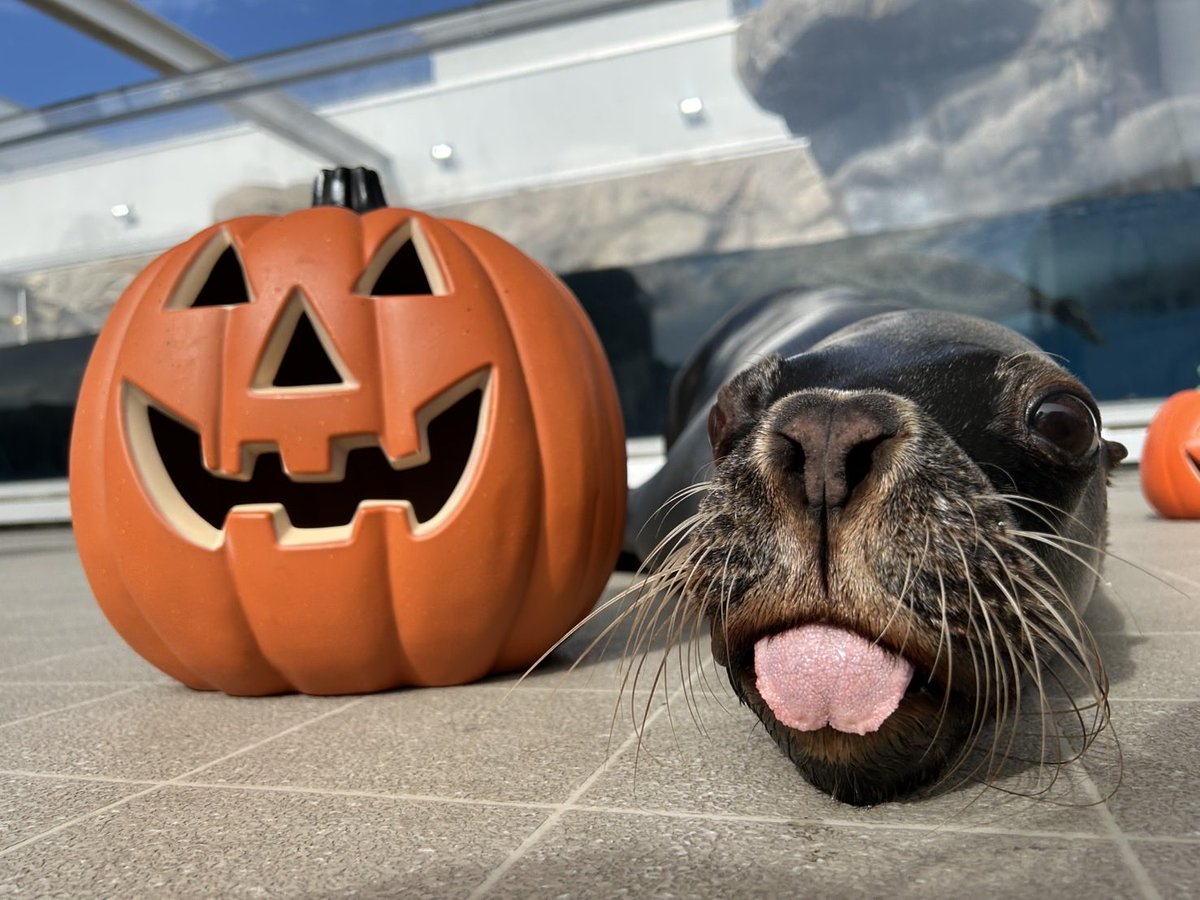 仙台うみの杜水族館】 UMINOMORI HALLOWEEN 明日10月31日 #ハロウィン