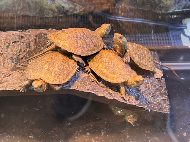 ペットショップCOLORS on X