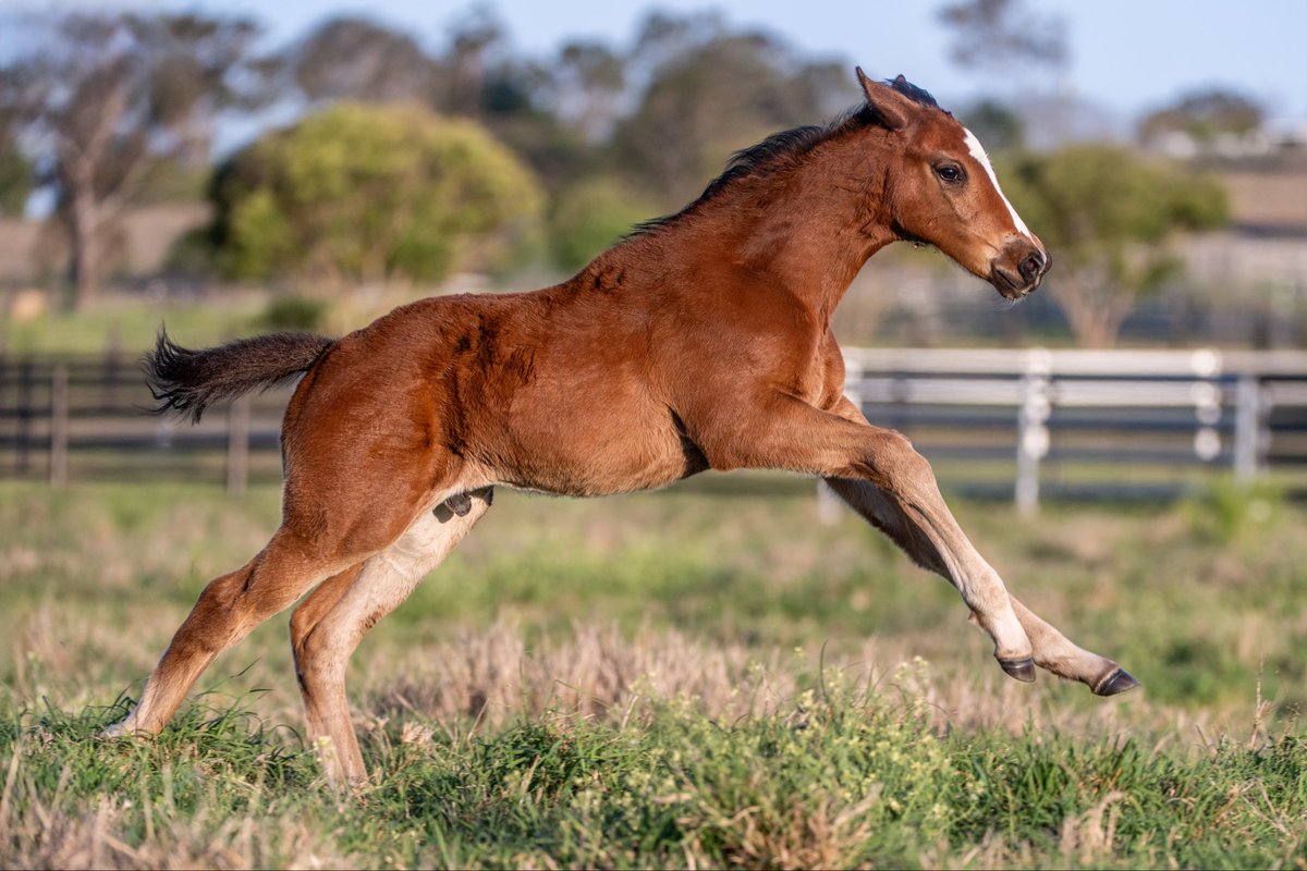 FastTrackPhotog's tweet image. I am SO impressed with the Red Resistance foals from Telemon. They are absolute crackers!!! Especially this Colt, Red Resistance x Transonic @TelemonThoroug1 @breednet @RacingBreeding @anz_news @TheStraightonX