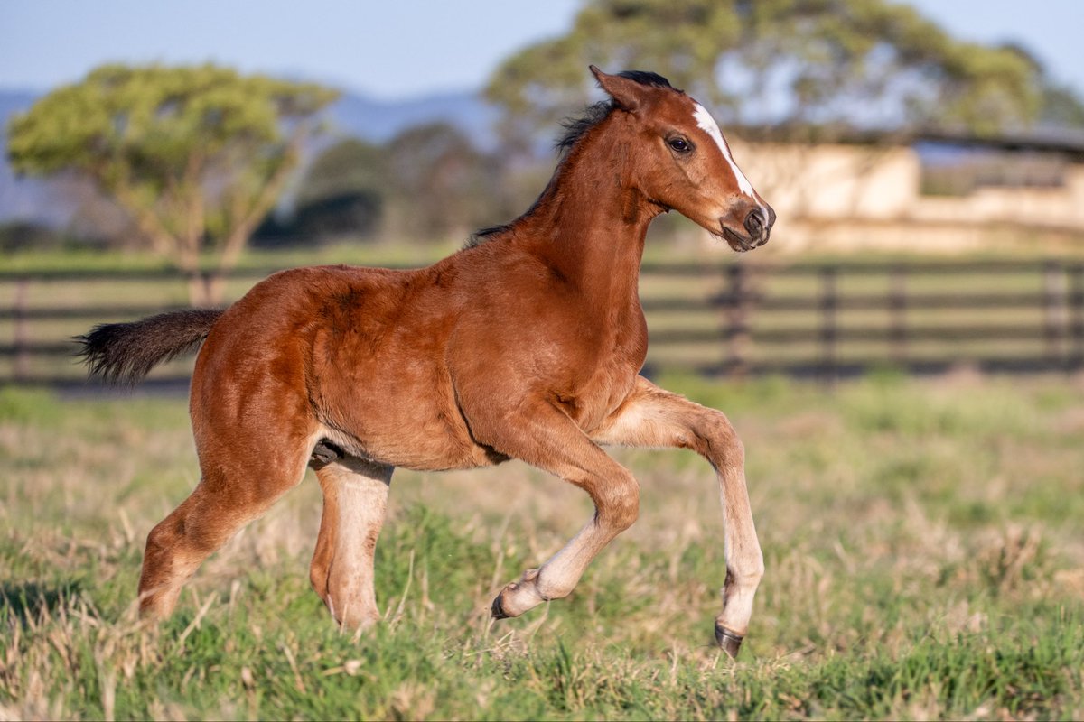 FastTrackPhotog's tweet image. I am SO impressed with the Red Resistance foals from Telemon. They are absolute crackers!!! Especially this Colt, Red Resistance x Transonic @TelemonThoroug1 @breednet @RacingBreeding @anz_news @TheStraightonX