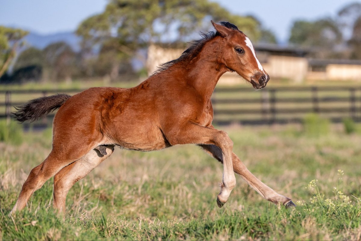 FastTrackPhotog's tweet image. I am SO impressed with the Red Resistance foals from Telemon. They are absolute crackers!!! Especially this Colt, Red Resistance x Transonic @TelemonThoroug1 @breednet @RacingBreeding @anz_news @TheStraightonX
