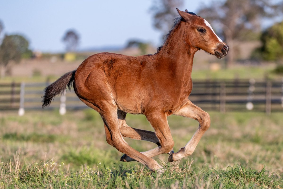 FastTrackPhotog's tweet image. I am SO impressed with the Red Resistance foals from Telemon. They are absolute crackers!!! Especially this Colt, Red Resistance x Transonic @TelemonThoroug1 @breednet @RacingBreeding @anz_news @TheStraightonX
