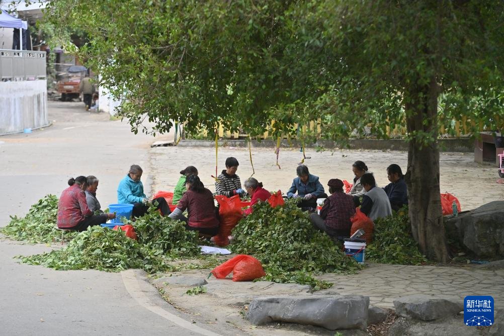 East_Bridge666's tweet image. Under the big tree, aunties are chatting and working. T #Aunties #CommunityVibes