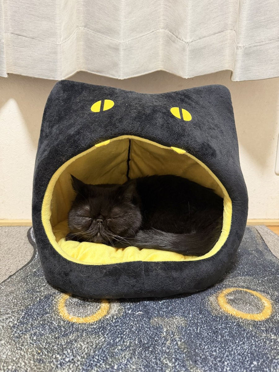 しぃちゃん (@shi_chan347) / Posts / X