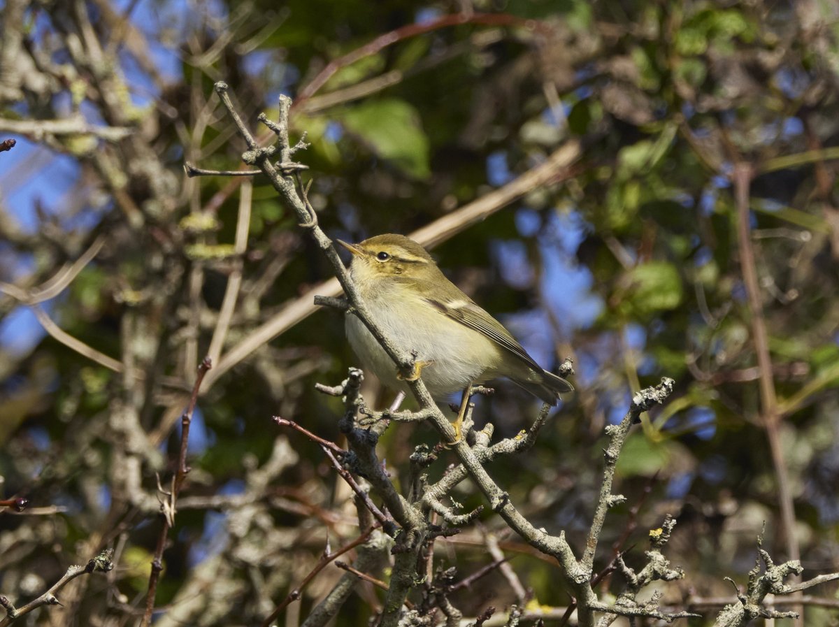 Beachy Head Birder tweet media