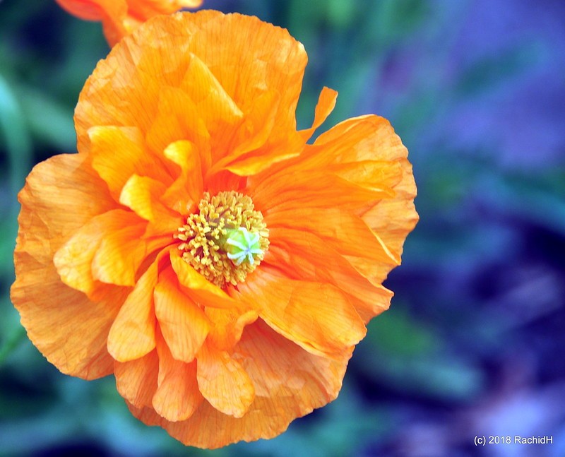 rachidH's tweet photo. #PoppyBlossom #TangerinePoppy #Papaver #Prupifragum #Patlanticum #MoroccanPoppy #SpanishPoppy #AtlasPoppy #Coquelicot #CoquelicotAbricot #Berkeley #CA #California
Rachid H shared a photo with you from the Flickr app! Check it out:
https://t.co/7ufh66TexE https://t.co/tWUMA5s1dg