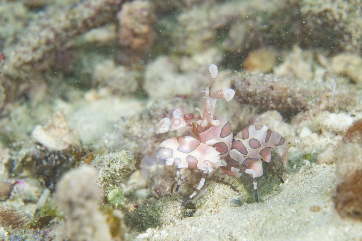 どん底太郎ch (@yc_fyq) / Posts / X