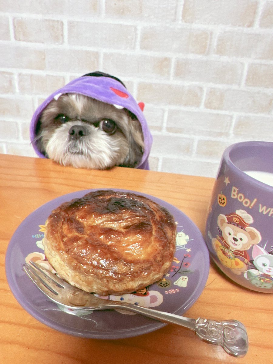 ハロウィンカフェごっこ👻

#シーズー #shihtzu 
#Halloween2025