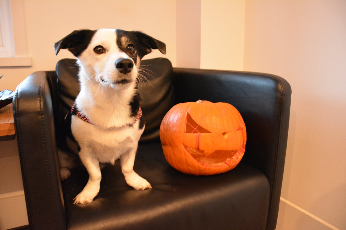 Halloween is nearly here. The berth holder and visitors pumpkin carving competition continues, and there has been some great entries, including a disco ball pumpkin

#pumpkin #pumpkincarvingcontest #pumpkincarvingcompetition #skdmarina #londonmarina #seayousoon #Halloween2025
