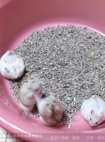 TweetsOfHamster's tweet photo. https://t.co/VnsPM3pL82