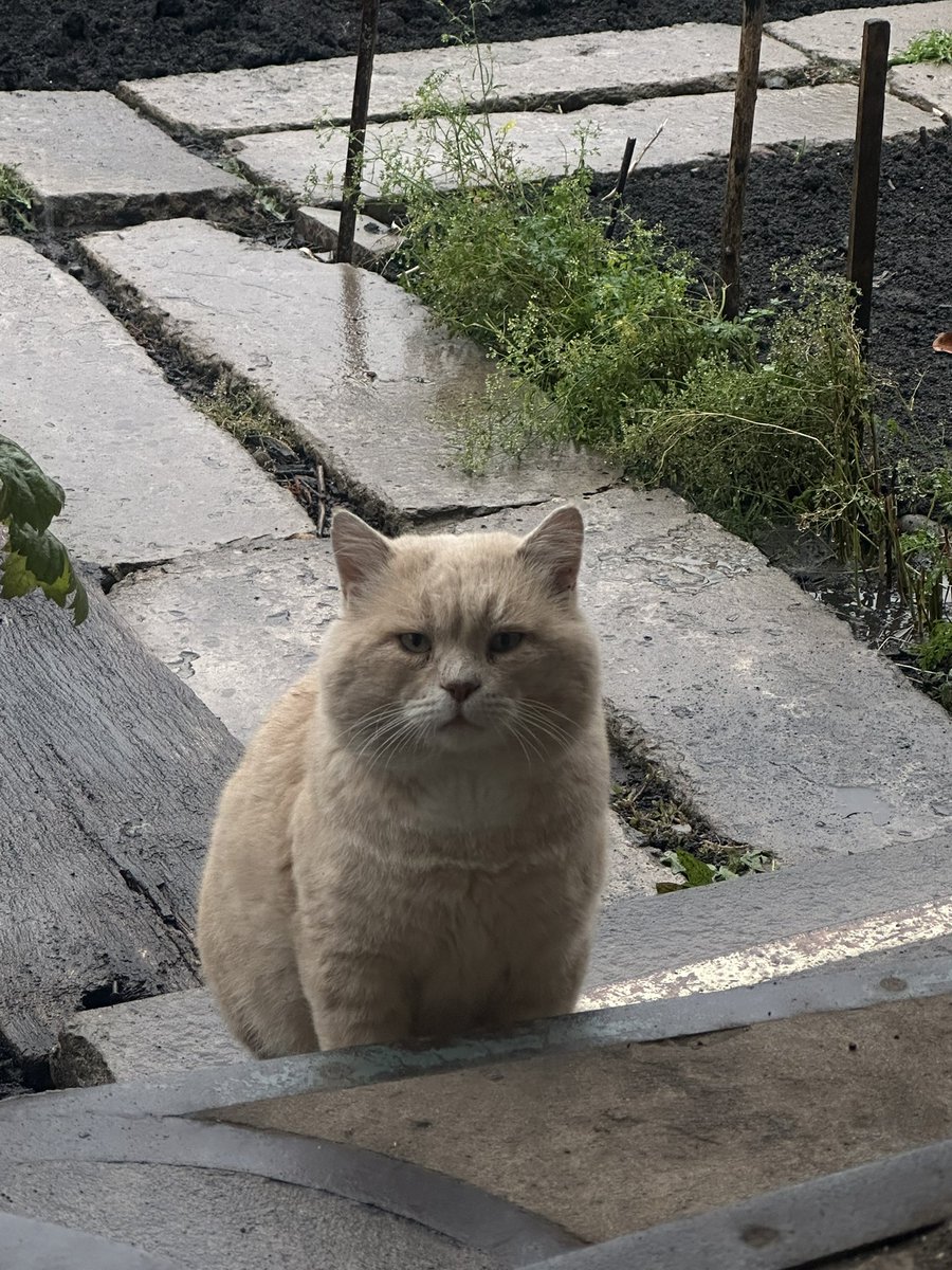 Знайомся це кіт микола
Та нє, Микола це <a href="/nu_a_sho/">✙Товстий кіт ꑭ✙</a> 
А це Миколай Петрович