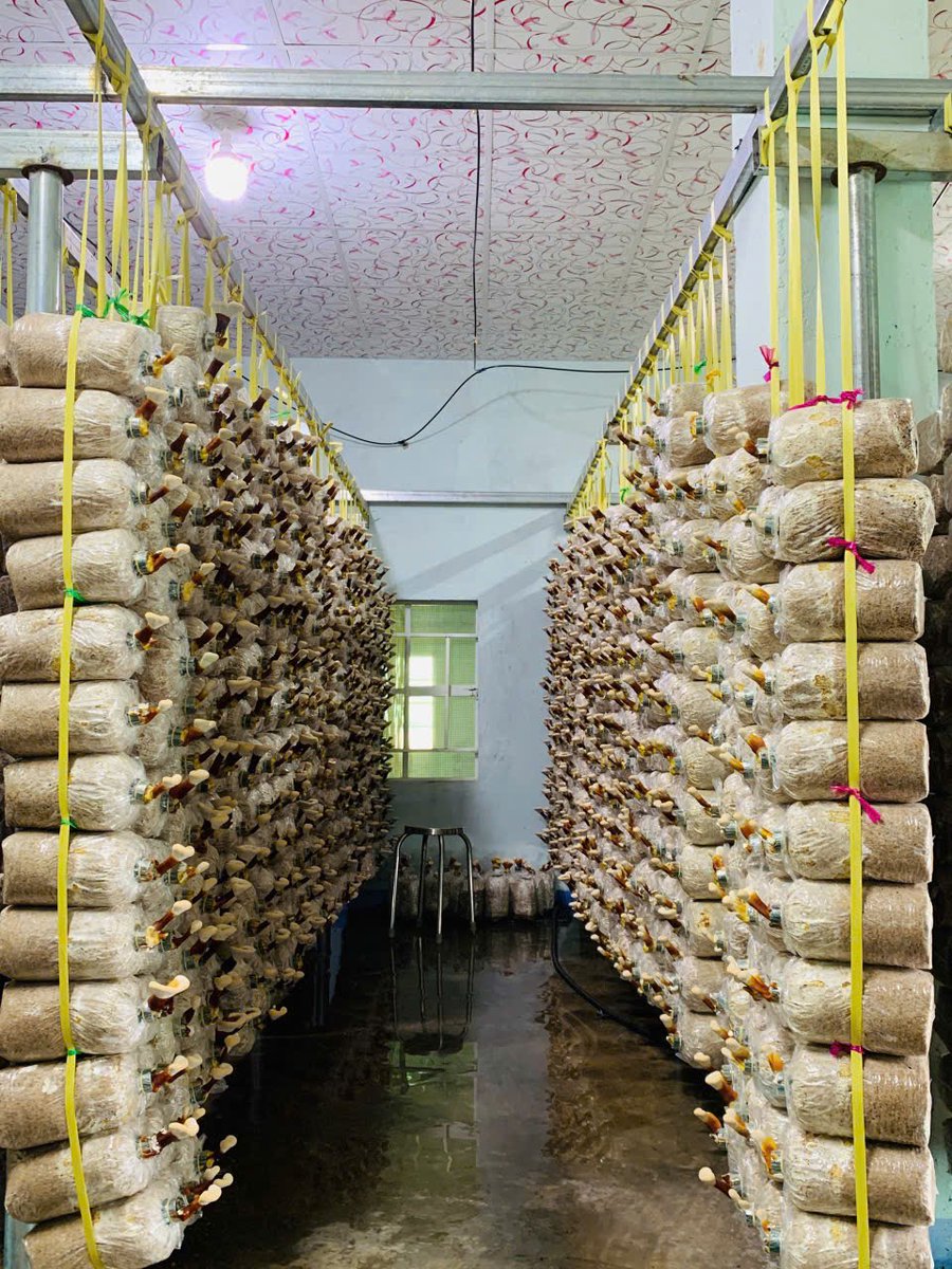 Nấm Linh chi nhà Moshav đang phát triển mạnh mẽ, áp dụng công nghệ theo dõi IoT cập nhật liên tục nhiệt độ &amp; độ ẩm để có một môi trường thuận lợi nhất cho sinh trưởng.