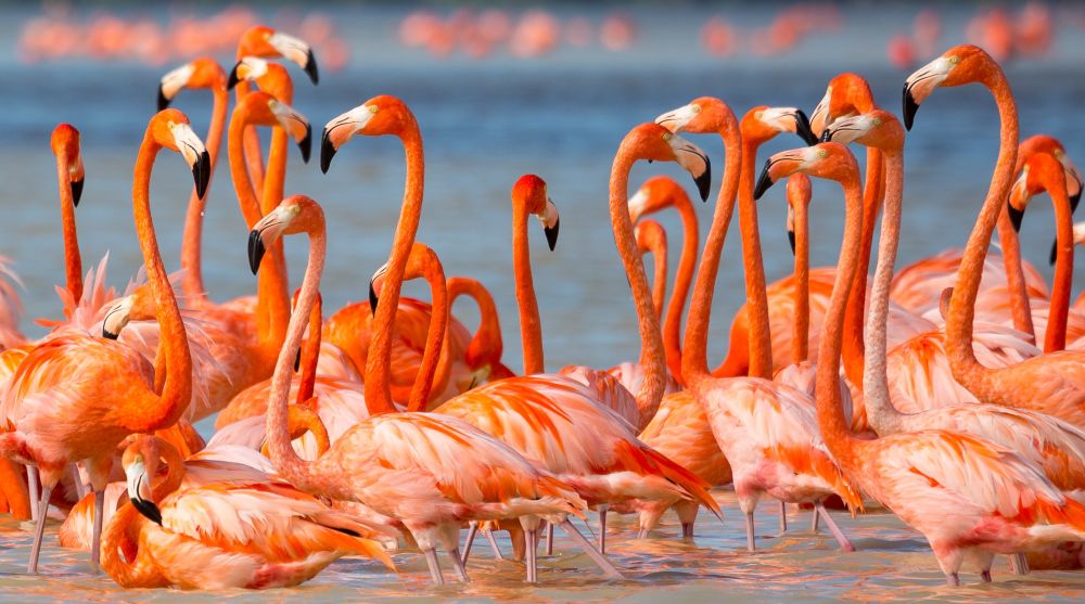 Quite aside from its numerous great beaches &amp; fascinating historical sites, one of the highlights of any visit to Mexico's Yucatan Peninsula is the opportunity to witness flamingos in their natural environment. tinyurl.com/4mdprm8z
#flamingos #yucatanpeninsula #MexicoHolidays