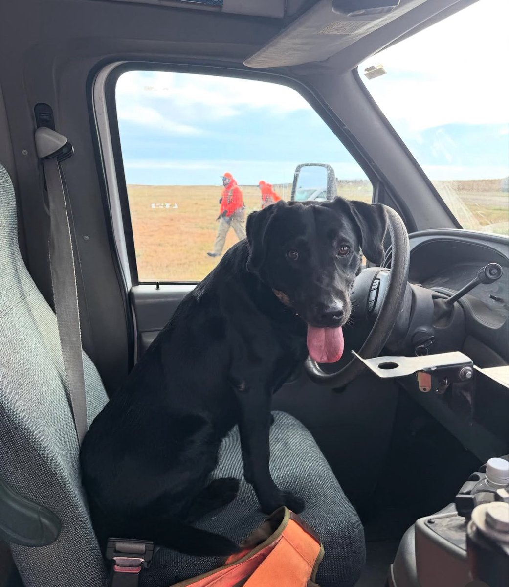 rice_chase_ACM's tweet image. First hunt of the year was a fun one. Not typically a pheasant guy but it&apos;s great work for Jack. On to ducks but off to a hell of a start 🦆