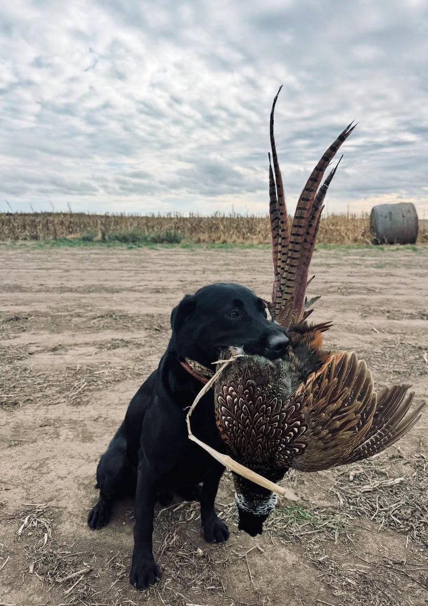 rice_chase_ACM's tweet image. First hunt of the year was a fun one. Not typically a pheasant guy but it&apos;s great work for Jack. On to ducks but off to a hell of a start 🦆