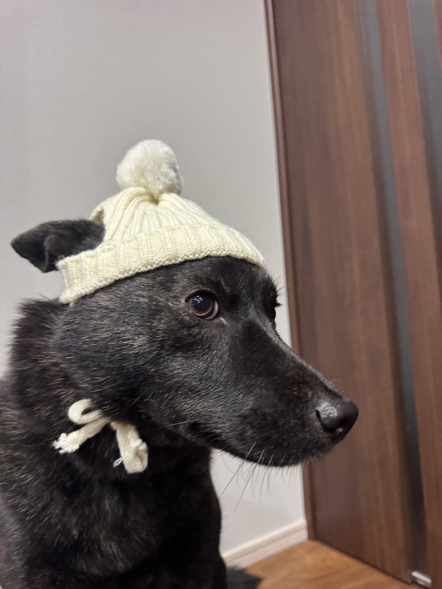 なぎ (@CFTnagi) / Posts / X